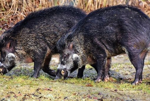 Confagricoltura: “Bene la nuova ordinanza anti-cinghiali, adesso si agisca velocemente”