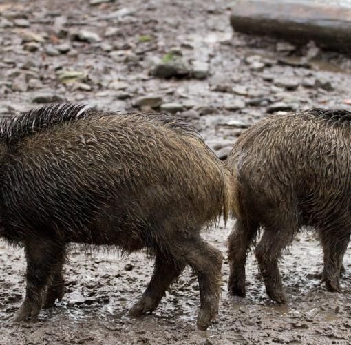 Danni animali selvatici: i vertici Coldiretti  hanno incontrato il Prefetto di Asti