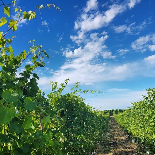 Langhe, Monferrato e Roero nel &quot;gotha&quot; delle migliori destinazioni enogastronomiche del mondo
