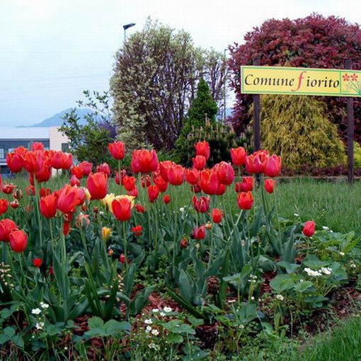 &quot;Vivere in un Comune fiorito&quot; iniziativa di Asproflor con Uncem e Confcooperative
