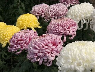 Ognissanti e fiori ai defunti: con il caro energia Sos dei vivai in crisi