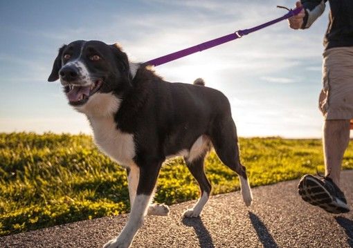 Piemonte verso l’introduzione dell'albo dei dog sitter