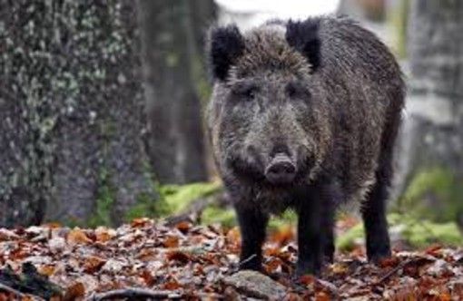 Arriva il saldo dei danni da animali per il sud Astigiano