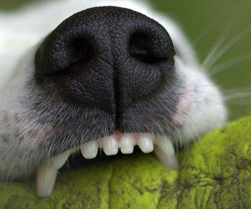 Cane di grossa taglia azzanna ciclista: attimi di paura in corso Alba (foto d'archivio)