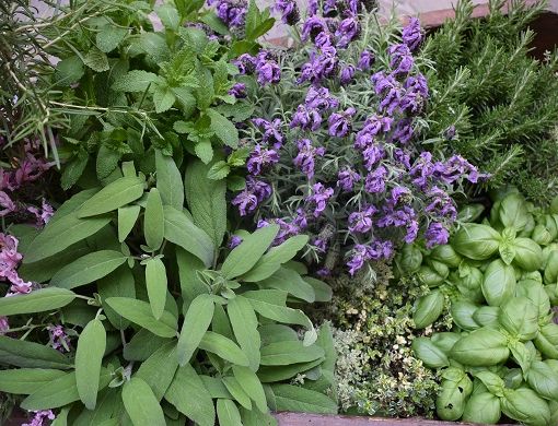 Un week end lungo a Diano Marina tra i profumi, sapori e colori di Aromatica