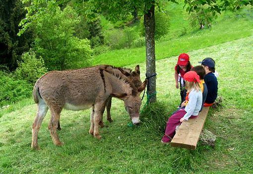 Bimbi in una fattoria didattica