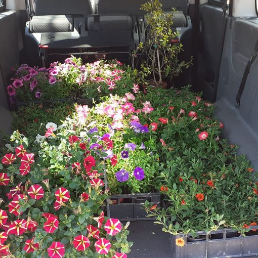 Fiori per la Casa di Riposo Città di Asti dall'associazione &quot;Sole che sorgi&quot;