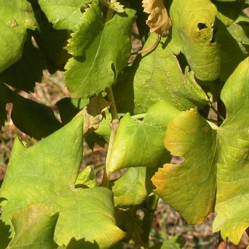 Flavescenza dorata, appello di Coldiretti per salvaguardare il patrimonio enoico astigiano