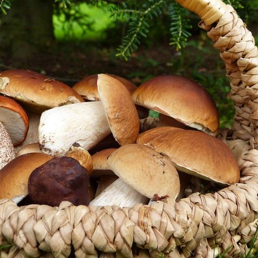 Nuova conferenza dedicata ai funghi con il gruppo micologico G. Camisola di Asti
