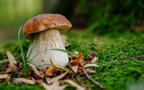 Operativo all'Asl di Asti il centro di controllo micologico per chi raccoglie o riceve funghi