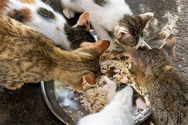 Protezione Micio aspetta tutti da Arcaplanet per la Colletta Alimentare