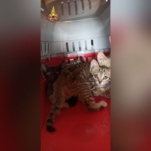 Gattini abbandonati in autostrada rischiano investimento. Salvati dai vigili del fuoco Gattini abbandonati in autostrada rischiano investimento. Salvati dai vigili del fuoco