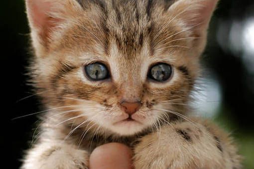 Moncalvo: gattino terrorizzato in mezzo alla strada, salvato dalla Polizia di Stato