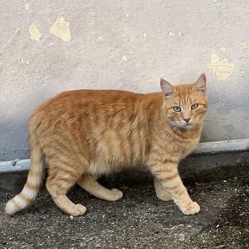 Colonia felina al Cimitero di Asti: la petizione di &quot;Difesa felini&quot; vicina al migliaio di firme per evitare lo spostamento