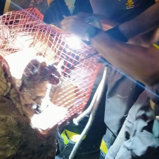 Moncucco Torinese: gattino precipita in un pozzo di 10 metri. Salvato dai Vigili del Fuoco