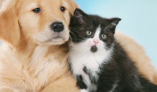 Anche a San Damiano d'Asti un ambulatorio veterinario per gli animali delle persone seguite dai servizi sociali