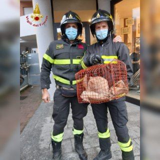 Asti, gatto investito si rifugia sotto un'auto. Salvato dai Vigili del Fuoco