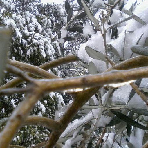 Gelo sulle campagne: nell'Astigiano ingenti danni ai vigneti nella zona di Nizza Monferrato. Non si evidenziano per ora danni a noccioleti