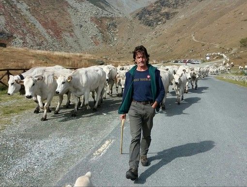 Giovanni Dalmasso in Alta Valle Po con la sua mandria