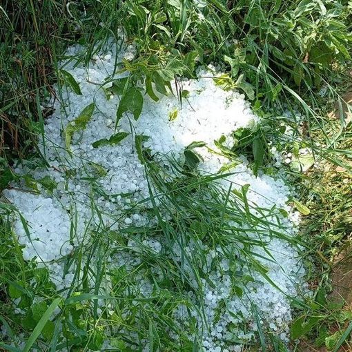 Una foto della gradine che ha distrutto i raccolti (Ph Dati Meteo Asti)