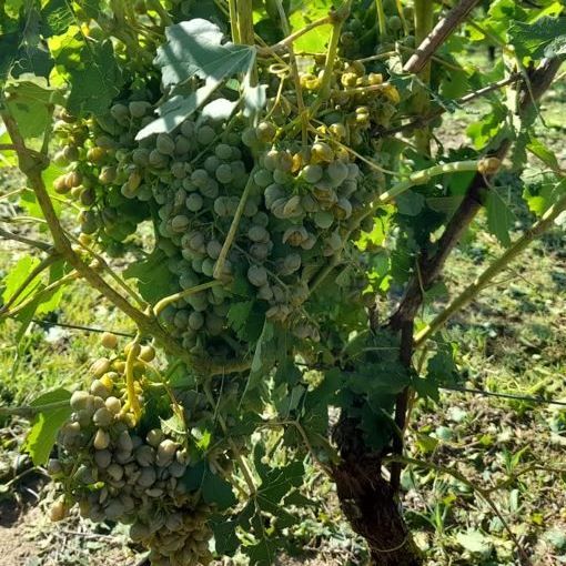 Uva colpita dalla grandine in un vigneto Astigiano