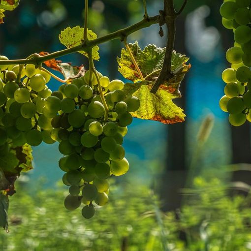 Domenica 26 gennaio a Nizza Monferrato si parla di viticoltura, tra innovazione e sostenibilità
