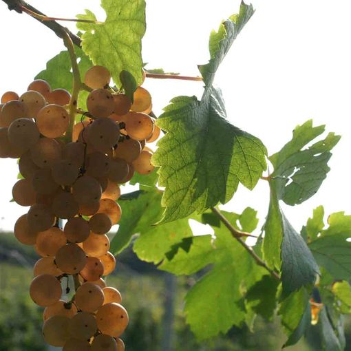 Il Piemonte del vino sbarca alla Milano Wine Week