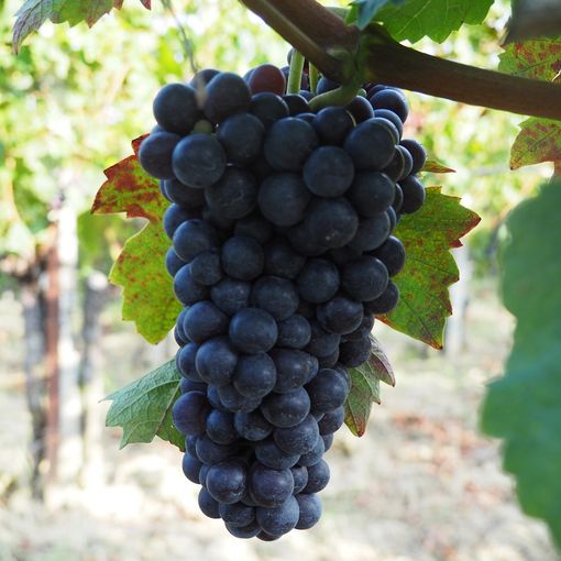 Uve brachetto: vendemmia tra fine agosto e settembre. Rese in linea con il 2019
