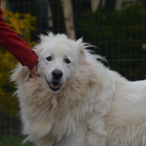 Quartos, cane ospite del canile di Asti