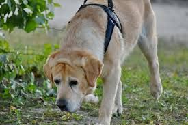 Cortazzone: cane da tartufo intrappolato in un cunicolo, salvato dai Vigili del Fuoco