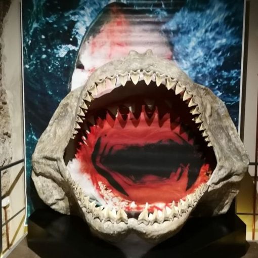 Da lunedì riapre il Museo Paleontologico di Asti
