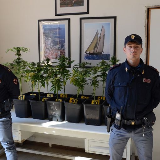 Pregiudicato astigiano denunciato per la coltivazione di 16 piantine di marijuana