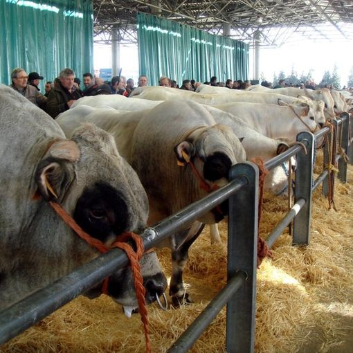 Bovini di razza Piemontese