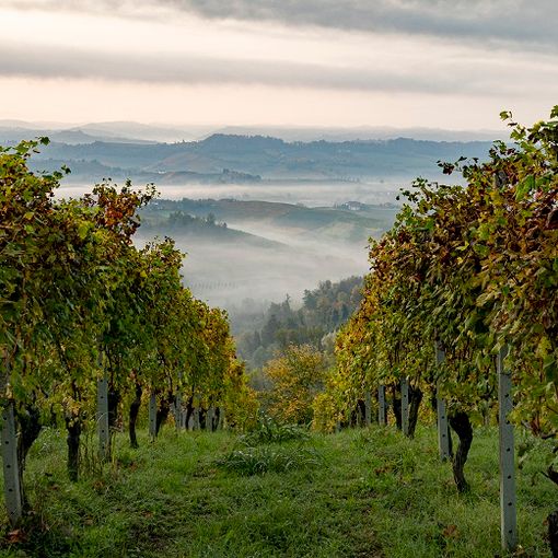 Visita formativa in Langhe, Roero e Monferrato per dieci tour operator congressuali
