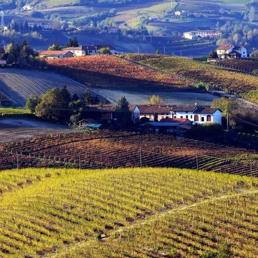 Vuoi organizzare una visita con degustazione in cantina? L’azienda agricola Ivaldi riapre le porte ai visitatori