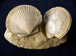 Dopo il lockdown, riprendono anche gli appuntamenti alla scoperta dei fossili