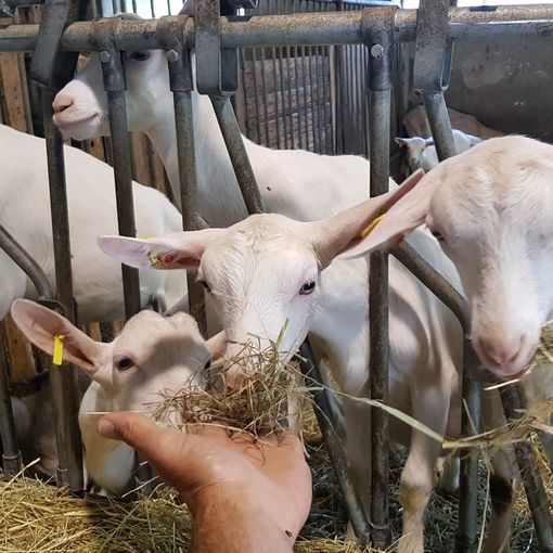 Un viaggio nel mondo del formaggio di capra, dove il rispetto per l’ambiente e per gli animali sposa tradizione e innovazione