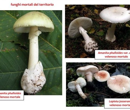 L’Asl mette in guardia contro il rischio di consumare funghi velenosi