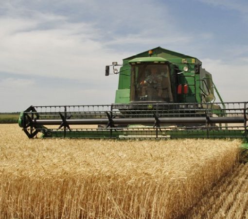 Filiera tutta piemontese per il grano degli 'Oro Saiwa classici'