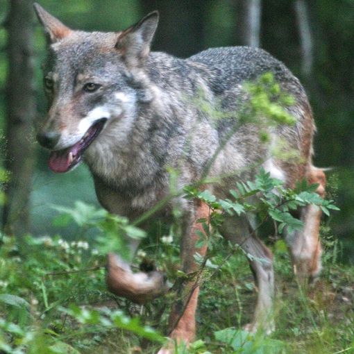 Presenza di lupi in Piemonte, Carosso scrive al ministro dell'Ambiente per segnalare il problema