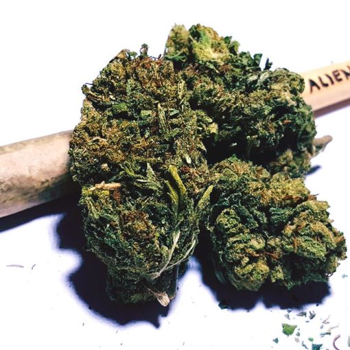 Obbligo di dimora per un 32enne astigiano sorpreso a coltivare marijuana