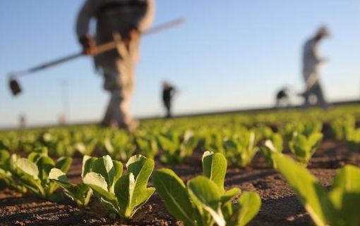 Agricoltura: pubblicato il bando regionale per l’affitto di strutture abitative a stagionali