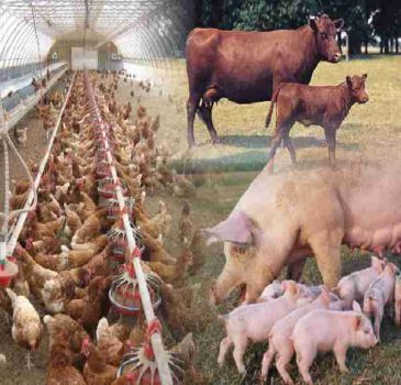 Zootecnia: le Regioni approvano la ripartizione di 90 milioni di euro per le filiere colpite dal Covid