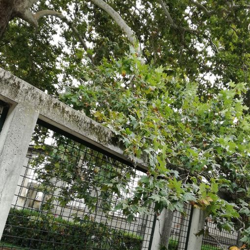 Lettera aperta a tutela del platano ultracentenario del Circolo Way Assauto di Asti