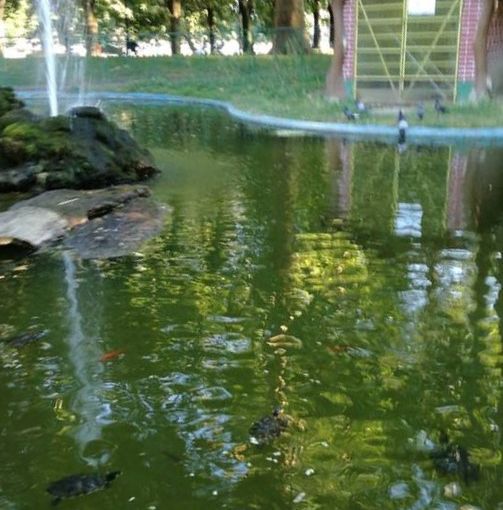 Al laghetto dei giardini pubblici si parlerà di ambiente e animali
