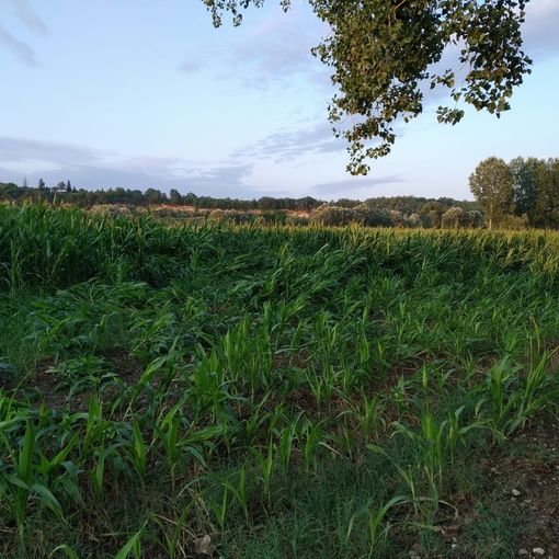 Intere piantagioni di mais colpite duramente dalla letale “diabrotica”