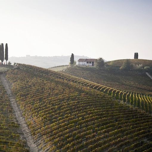 I vigneti tutto intorno al parco artistico La Court