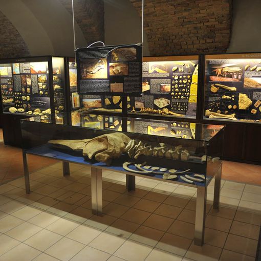 Una delle sale del Museo Paleontologico