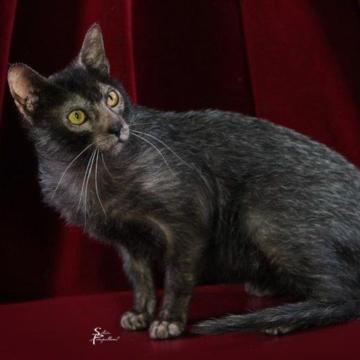 Petsfestival 2021: il gatto è sempre più protagonista