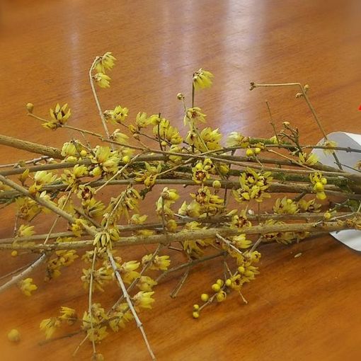 La pianta che dà il nome al premio